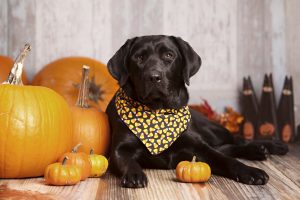 Beautiful Black Labrador Retriever lying next to some pumpkins and gourds with other fall decor in the background.