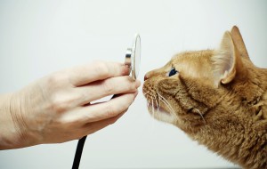 A cat sniffing a stethoscope