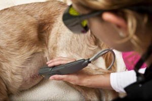 A dog being given laser treatment