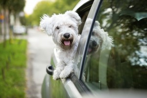 Young dog  looking out the car window