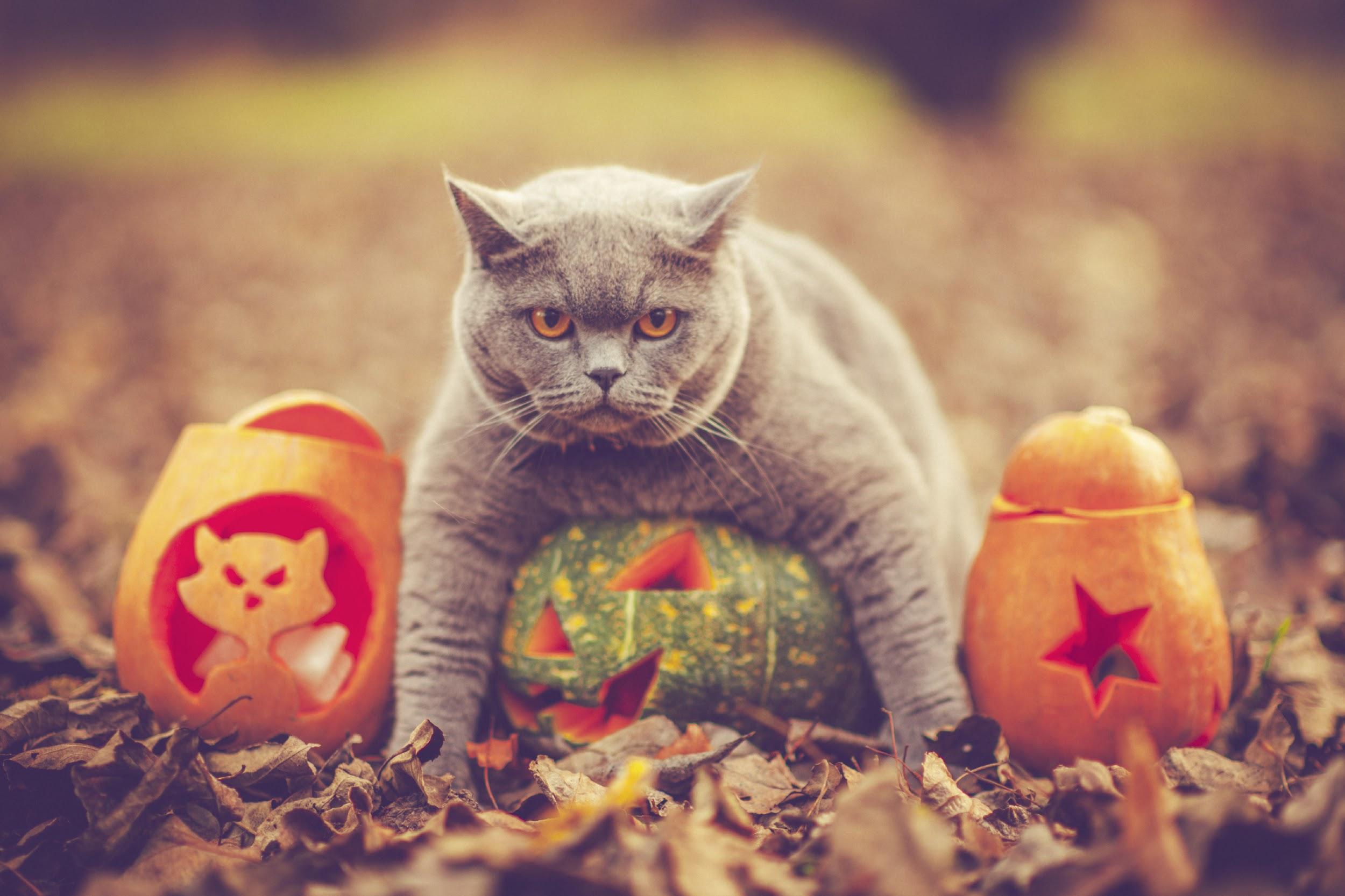 A cat with several pumpkins