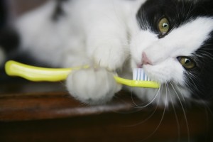 A cat with a toothbrush