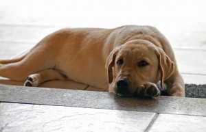 A dog dozing on the floor