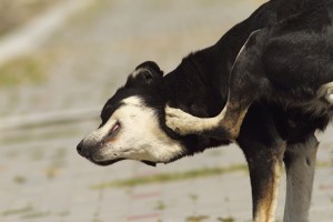 feral dog scratching