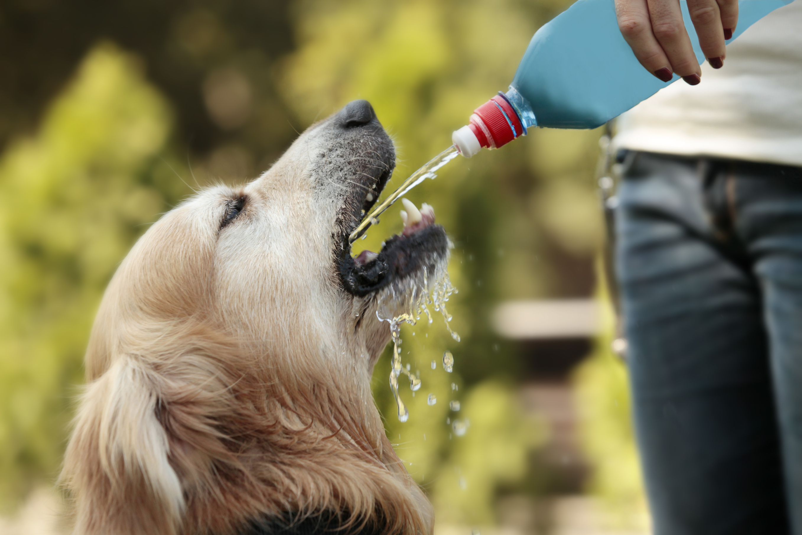 can pool water kill a dog