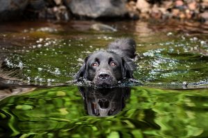 Dog swimming in the water.
