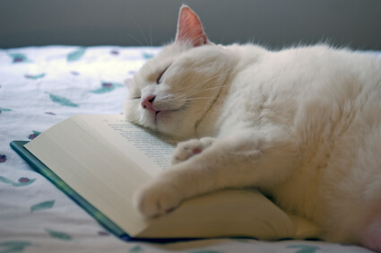 Pet Resources